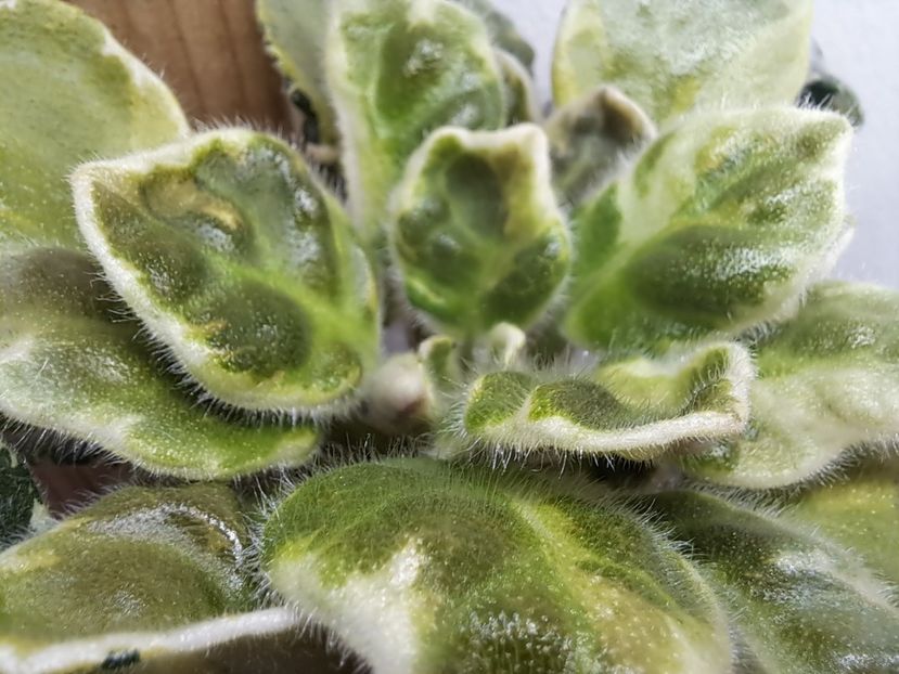  - Violeta TaK-Arbuzyk chimera frunze