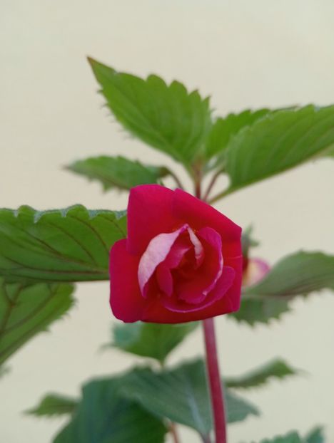 2025 - RFs Double Red Rose