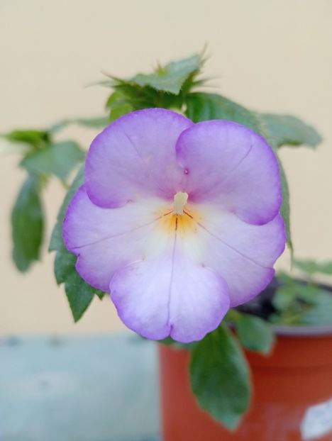  - BriDs Jose T Bonfim