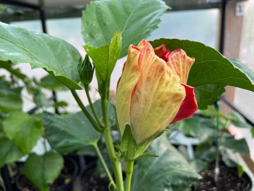  - A - Fire Flower