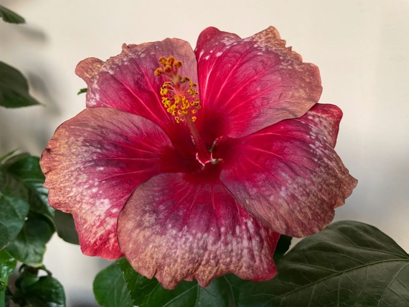  - Moorea Cardinal Pourpre