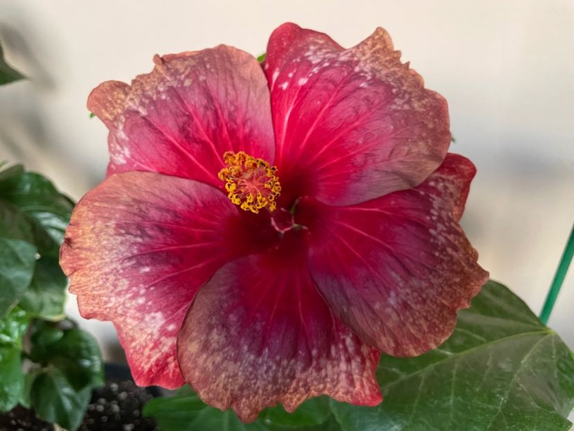  - Moorea Cardinal Pourpre