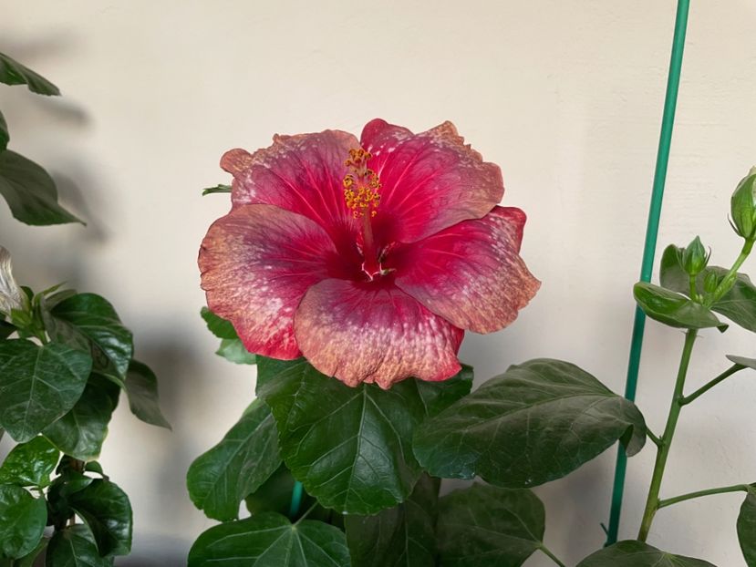  - Moorea Cardinal Pourpre