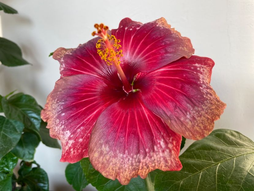  - Moorea Cardinal Pourpre