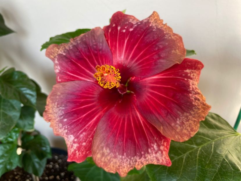 - Moorea Cardinal Pourpre