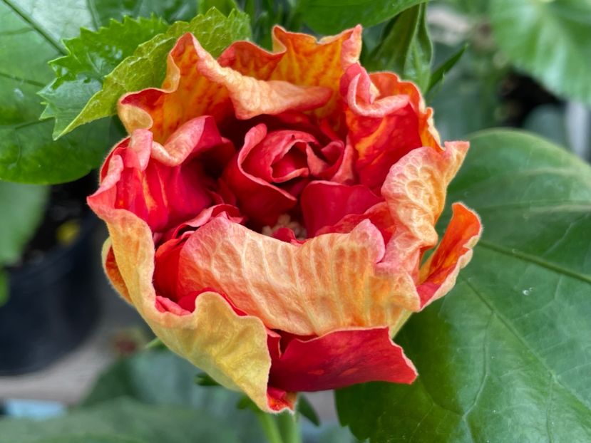  - A - Fire Flower