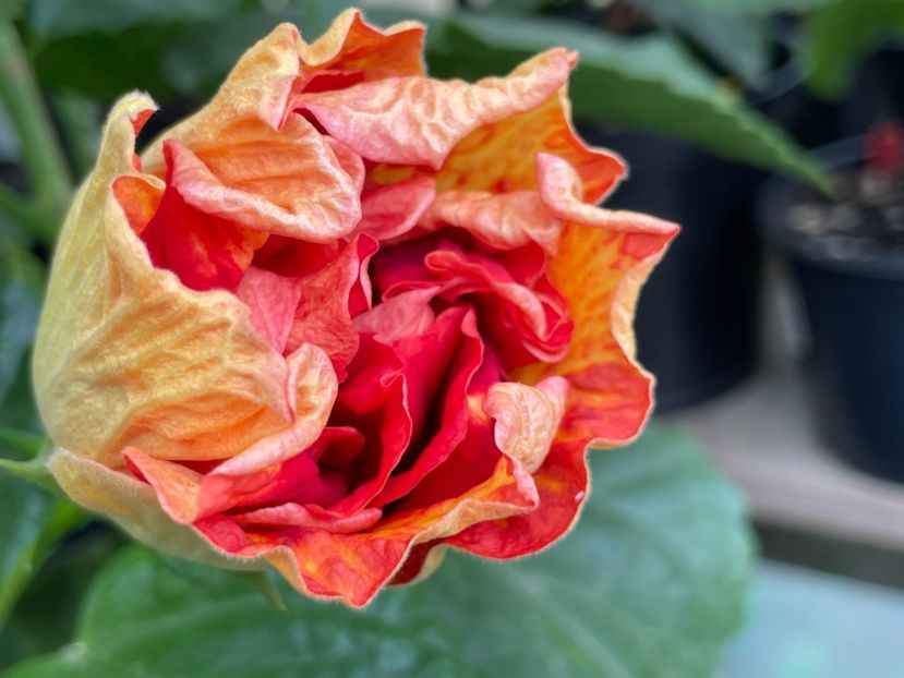 - A - Fire Flower