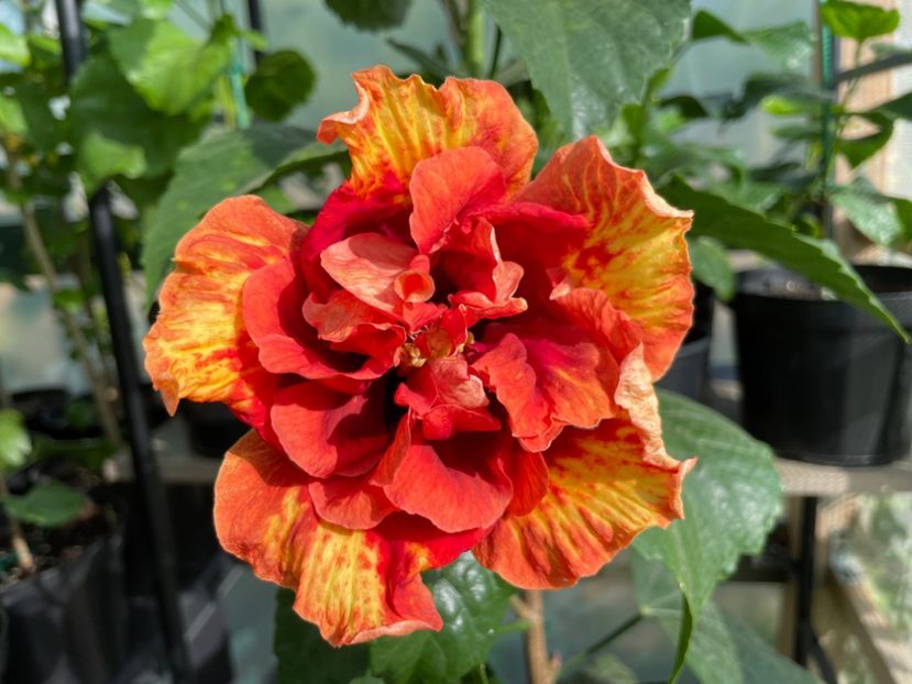  - A - Fire Flower