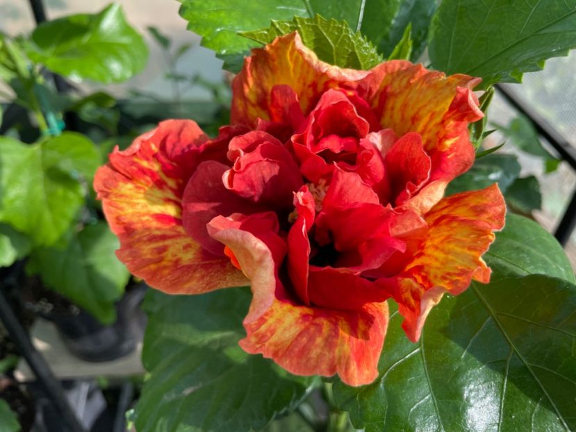  - A - Fire Flower