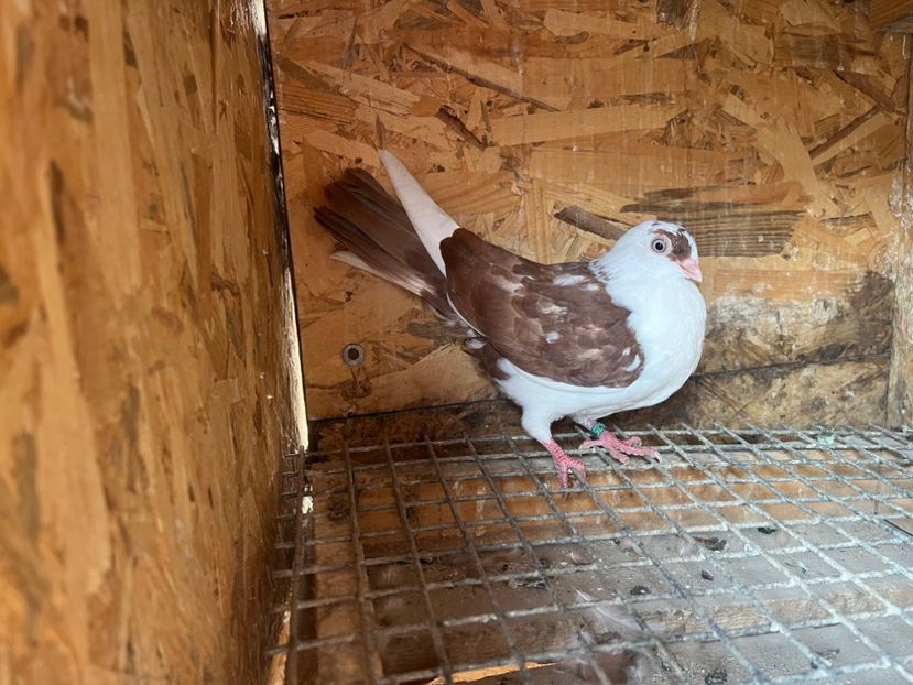 1825/25 - 8-lot zbor 2025