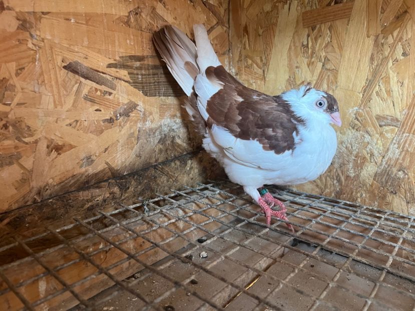 1826/25 - 8-lot zbor 2025