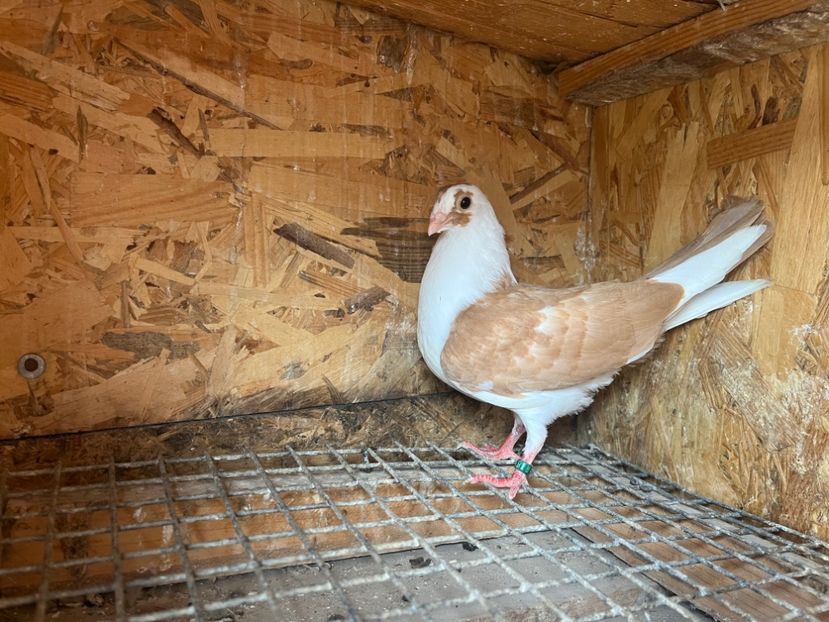 1837/25 - 8-lot zbor 2025