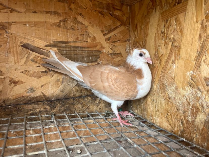 1838/25 - 8-lot zbor 2025