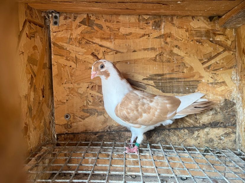 1821/25 - 8-lot zbor 2025