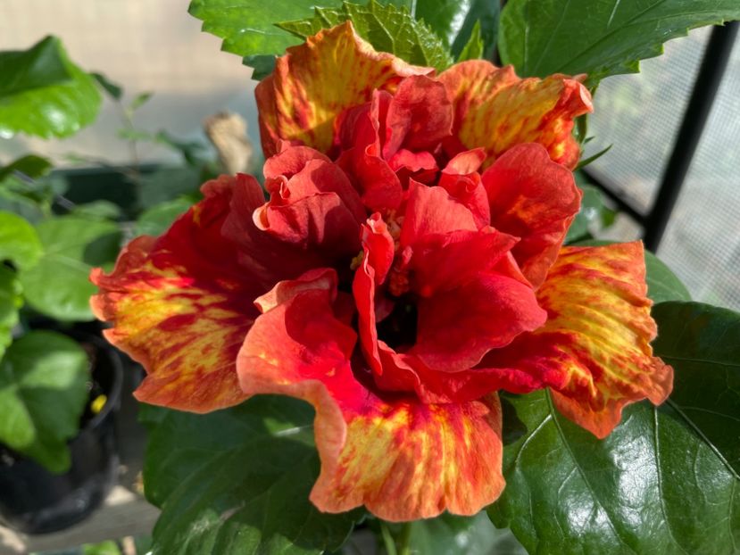  - A - Fire Flower