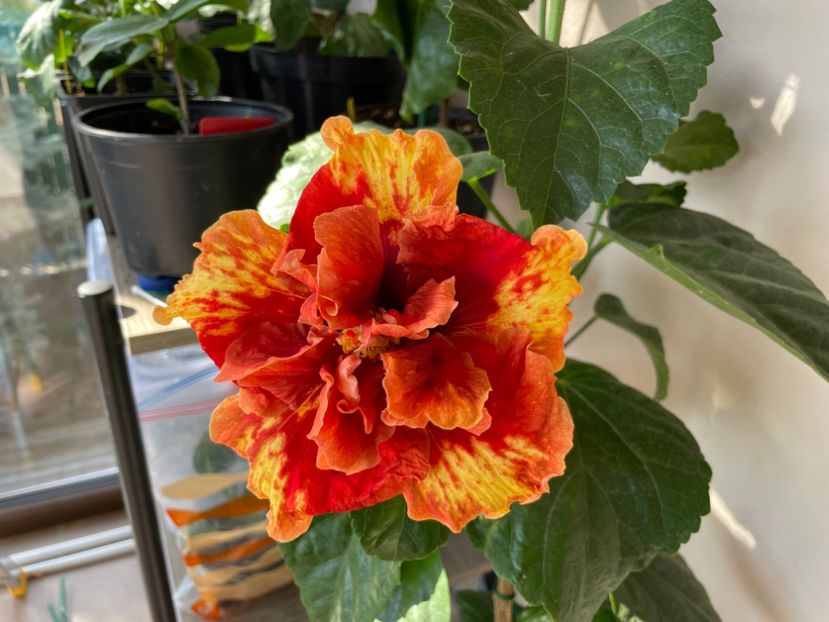  - A - Fire Flower