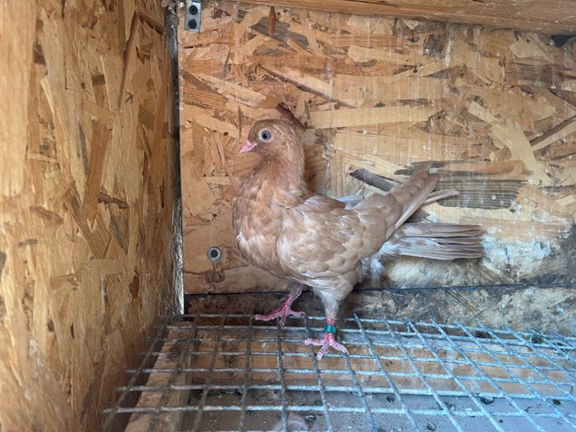 1819/25 - 8-lot zbor 2025