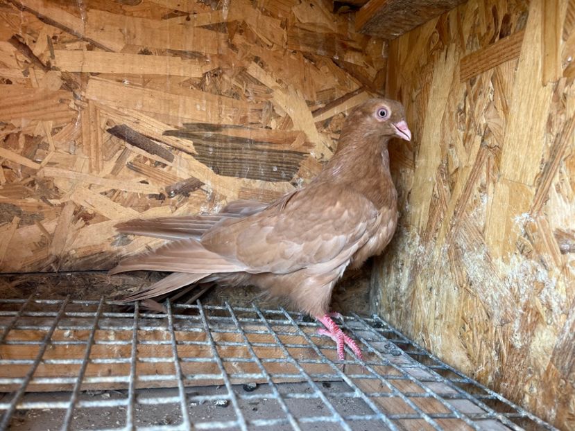 1799/25 - 8-lot zbor 2025