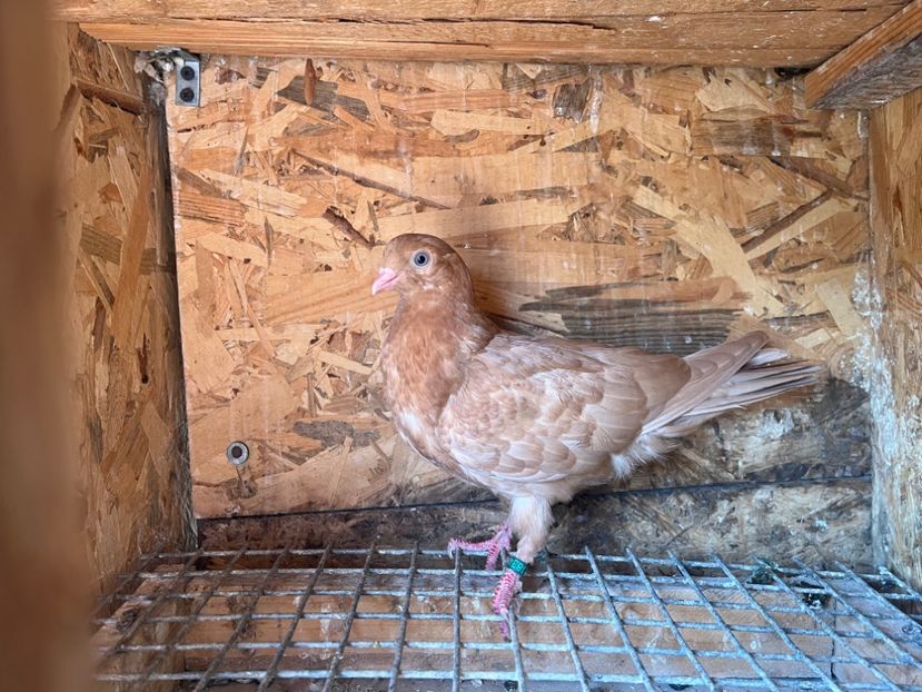 1834/25 - 8-lot zbor 2025