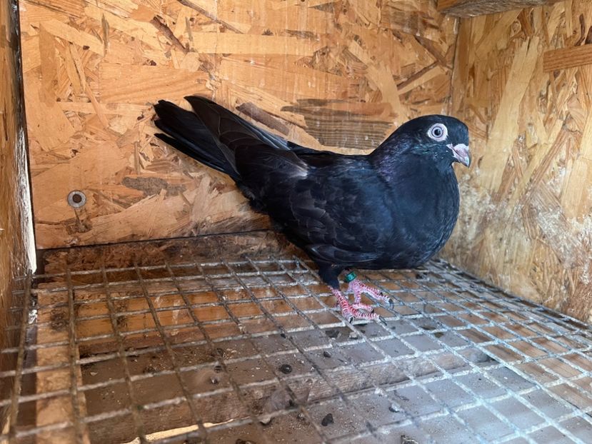 1832/25 - 8-lot zbor 2025