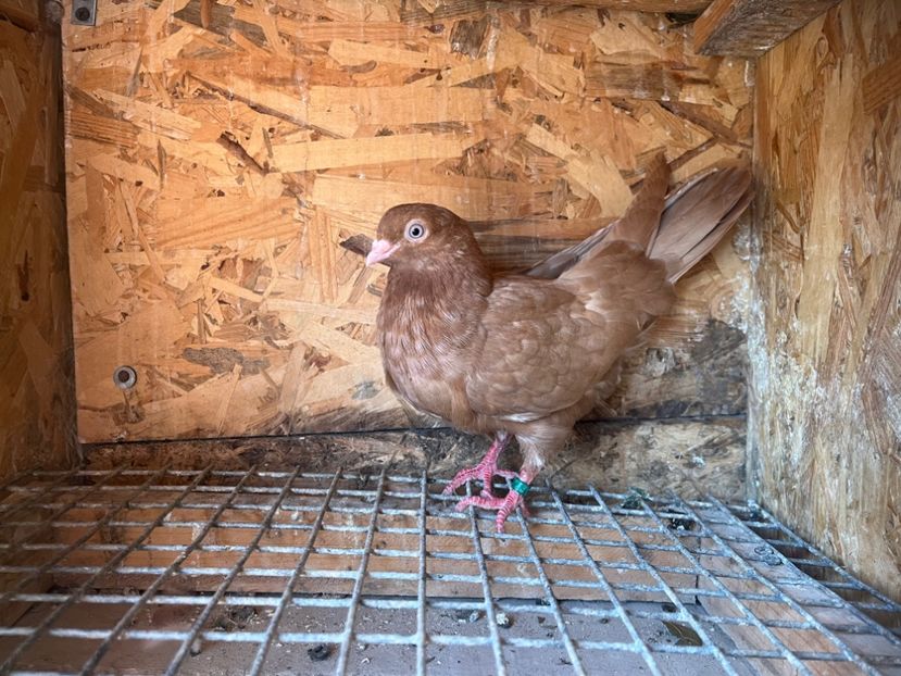 1777/25 - 8-lot zbor 2025