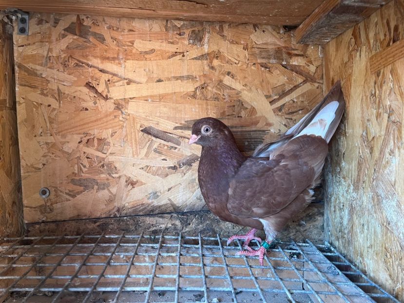 1842/25 - 8-lot zbor 2025