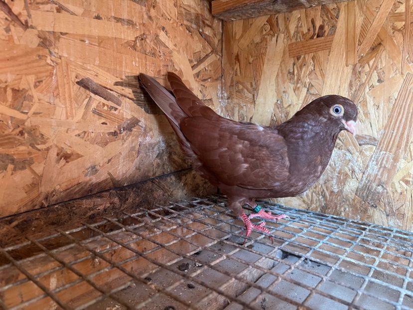 1807/25 - 8-lot zbor 2025