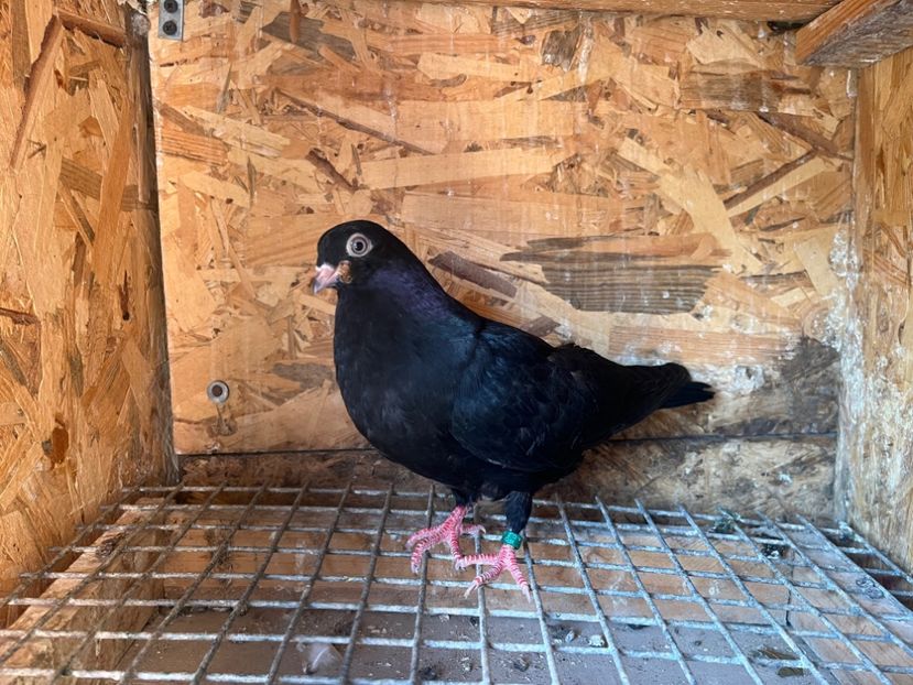 1843/25 - 8-lot zbor 2025