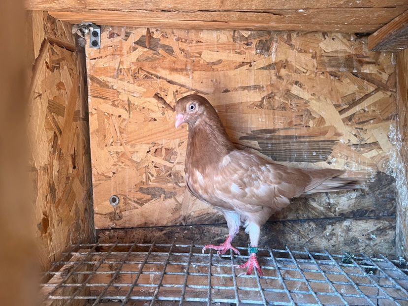 1780/25 - 8-lot zbor 2025