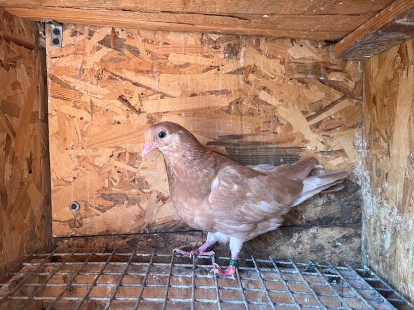 1852/25 - 8-lot zbor 2025