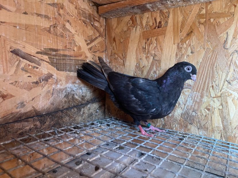 1820/25 - 8-lot zbor 2025