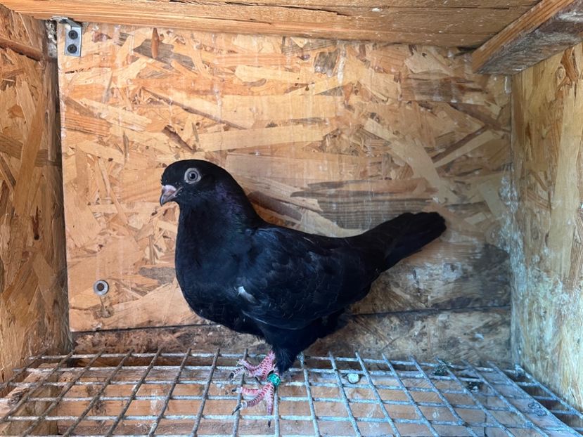 1833/25 - 8-lot zbor 2025