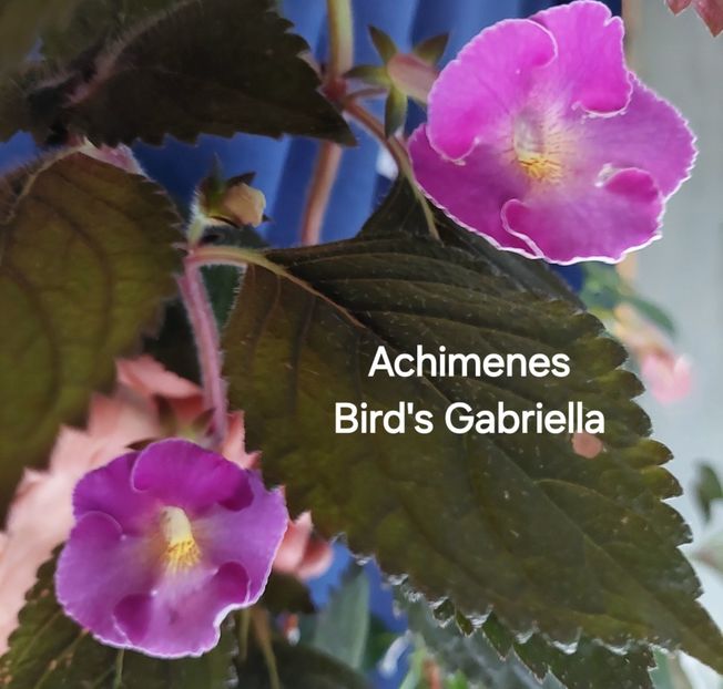  - 2025 - Achimenes