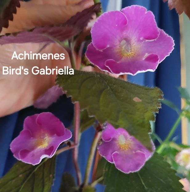  - 2025 - Achimenes