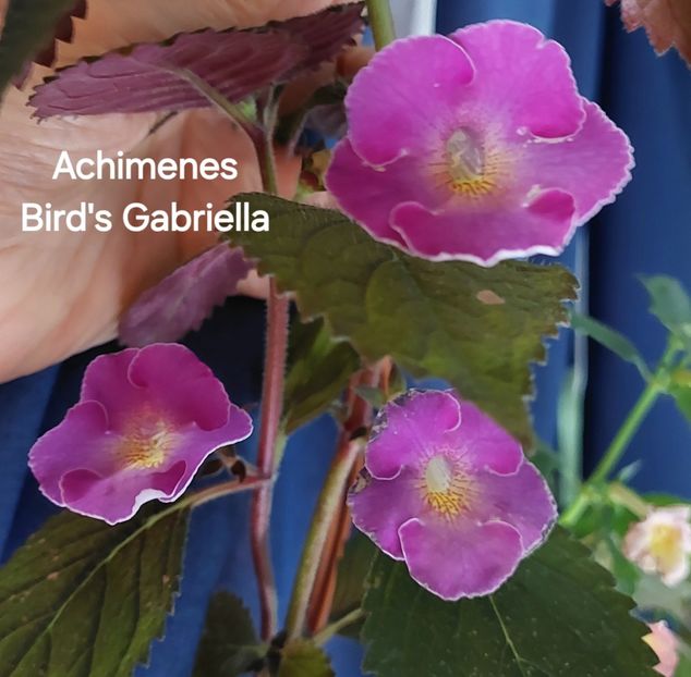  - 2025 - Achimenes