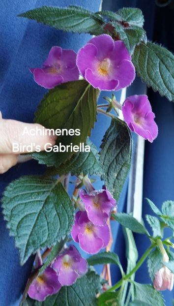  - 2025 - Achimenes