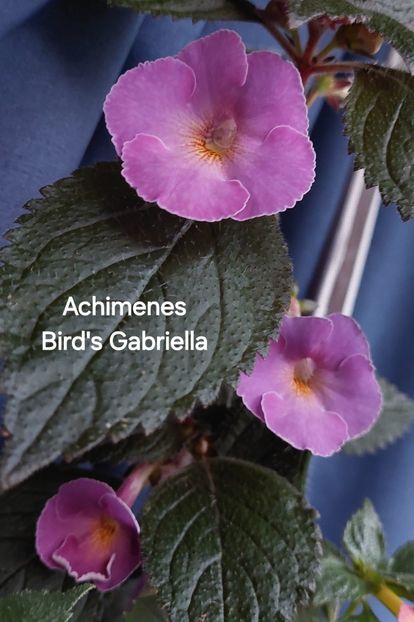  - 2025 - Achimenes