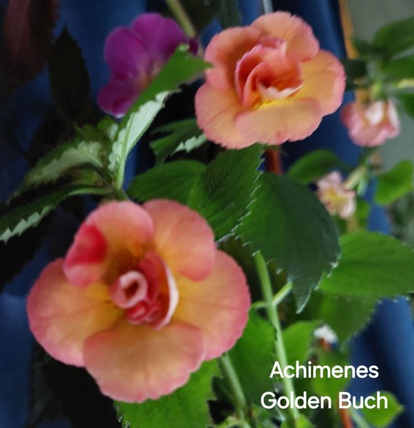  - 2025 - Achimenes