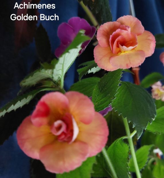  - 2025 - Achimenes