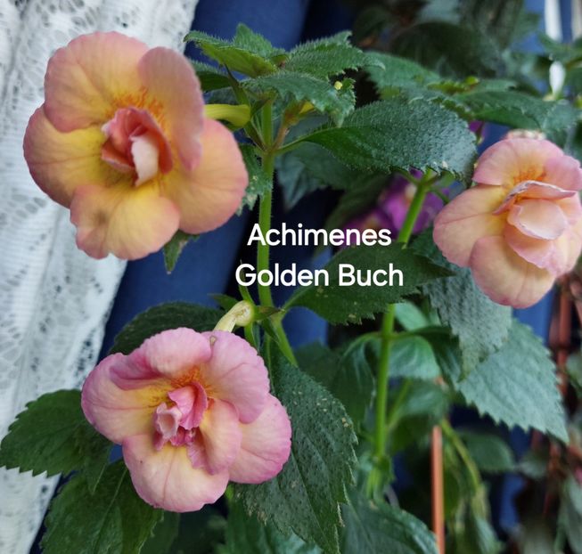  - 2025 - Achimenes