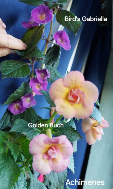  - 2025 - Achimenes