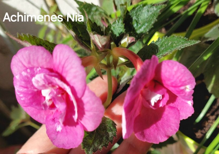  - 2025 - Achimenes