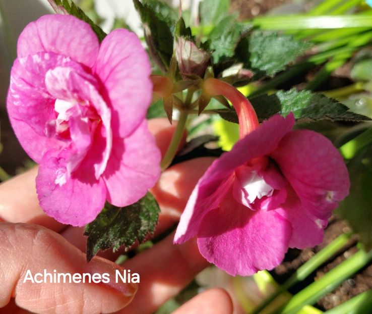  - 2025 - Achimenes