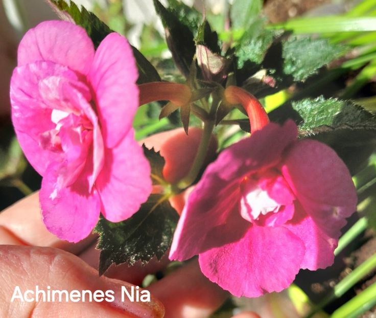  - 2025 - Achimenes