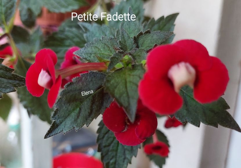  - 2025 - Achimenes