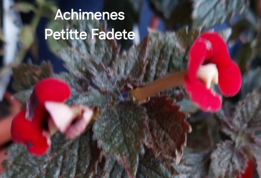  - 2025 - Achimenes