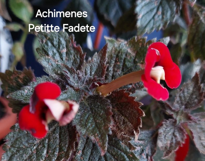  - 2025 - Achimenes