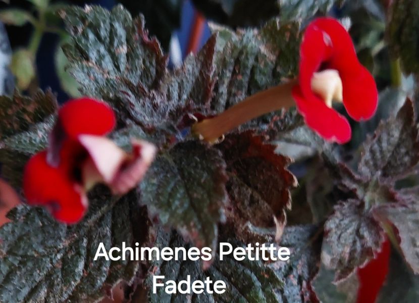  - 2025 - Achimenes