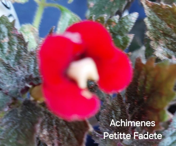  - 2025 - Achimenes