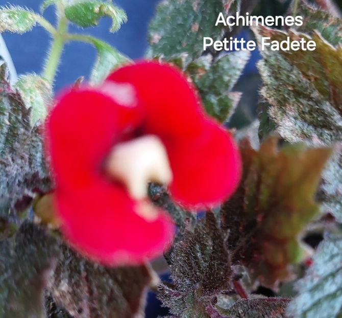  - 2025 - Achimenes